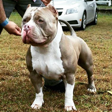 English bulldog mix with american bully - Bulldog Shih Tzu Mix Lifespan. By taking a look at the average lifespan for each of the parent breeds, we can get an idea of how long a mixed breed puppy can be expected to live. Bulldogs live for an …